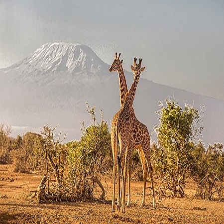 5 days Kenya Maasai mara group joining judget tours packages cost-Kenya Natural Tours,masai mara itinerary operators